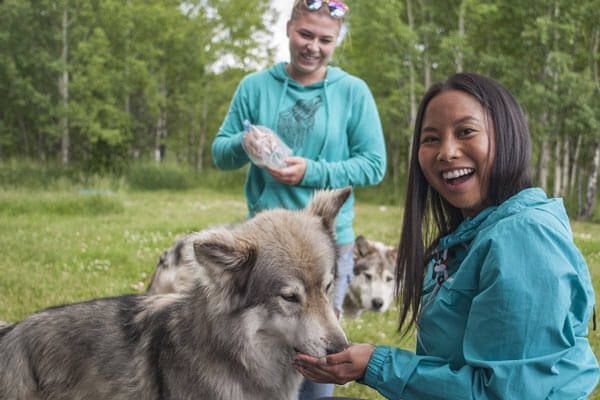 Yamnuska Wolfdog Sanctuary Tour